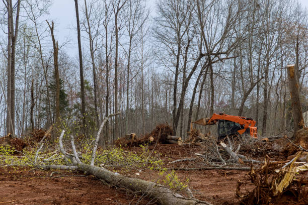 How Our Tree Care Process Works  in  Suffield Depot, CT